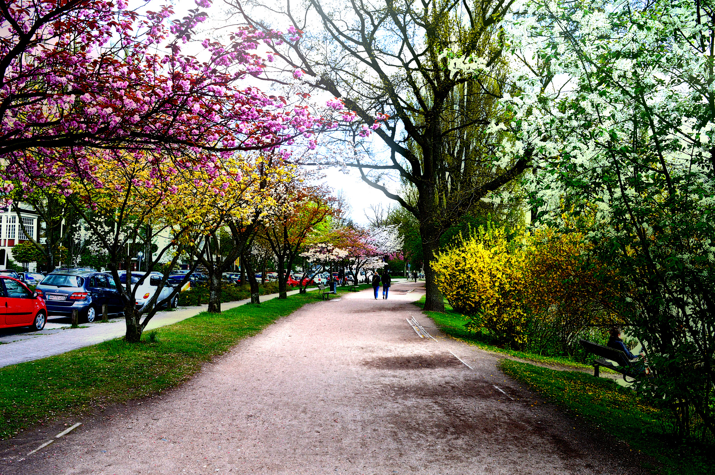 A road with a flowery trees.